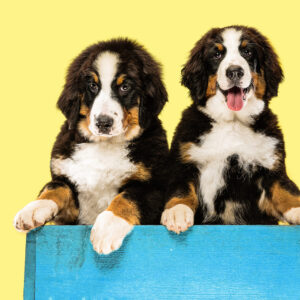 Plano Preventivo 2 Pets - Ouro