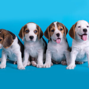 Plano Preventivo 4 Pets - Prata