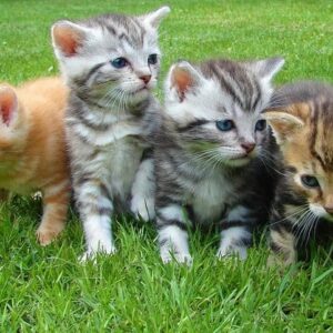 Plano Preventivo 4 Pets - Ouro